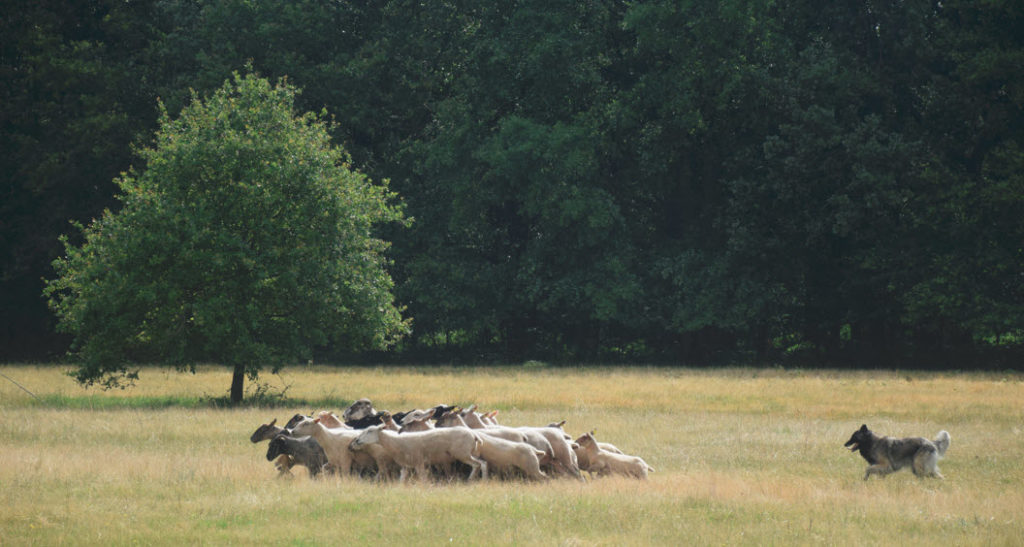 Calendrier Concours Chien De Troupeau 2023 Chien De Berger Continental – Site Dédié Au Retour Du Chien De Berger  Continental En Ferme Et En Exploitation
